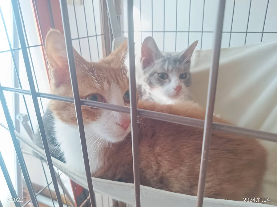 新しい家族募集中のアオ太とやんのか。