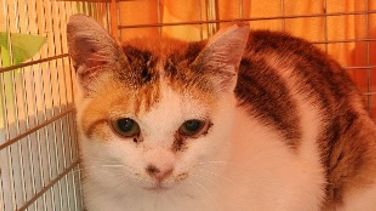 新年度の活動がスタートしました