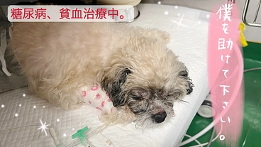 【糖尿病と貧闘で闘病中】の小さな命をどうか助けてください。 のトップ画像