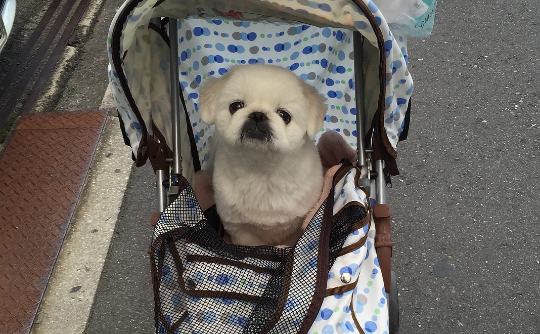 コタへのご支援１