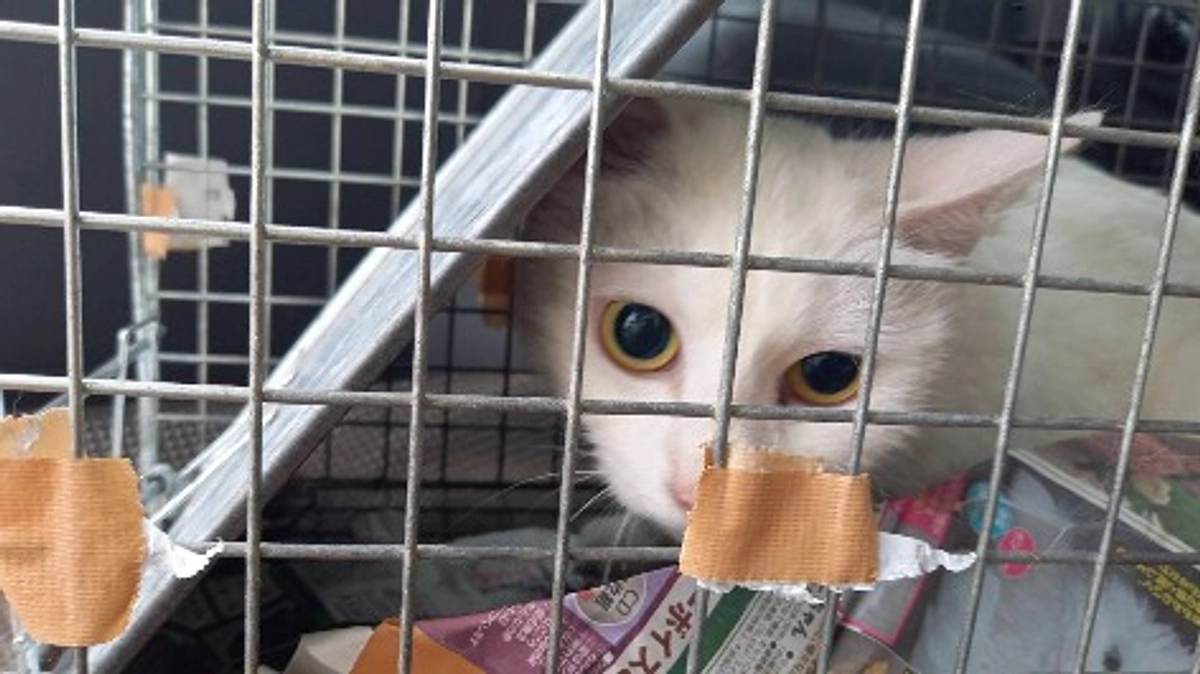 とうとう、ついに！