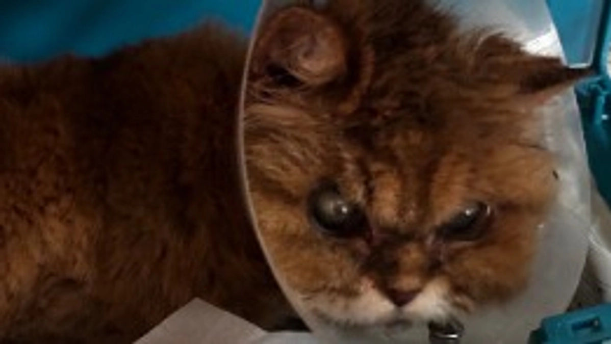 うめにゃんずのキャンディ