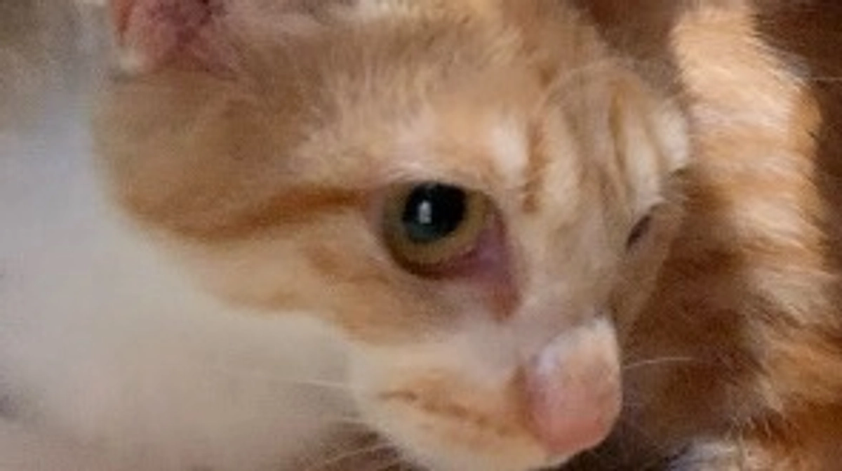 投薬57日目（プロジェクト開始17日目）