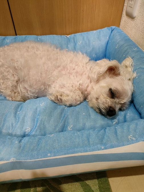 はなこ　あと少しがんばれ🔥🔥