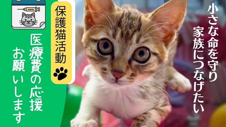 【殺処分から救う保護猫活動】緊急！医療費と活動費支援のお願い！