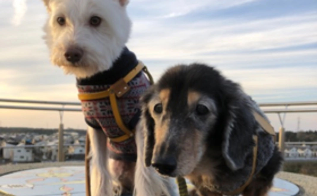 コツオのお口の痛みと病気を治すコース②