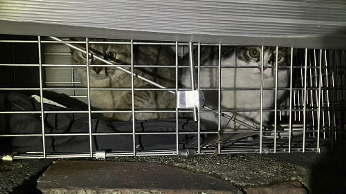 今年初の新入り保護猫たち