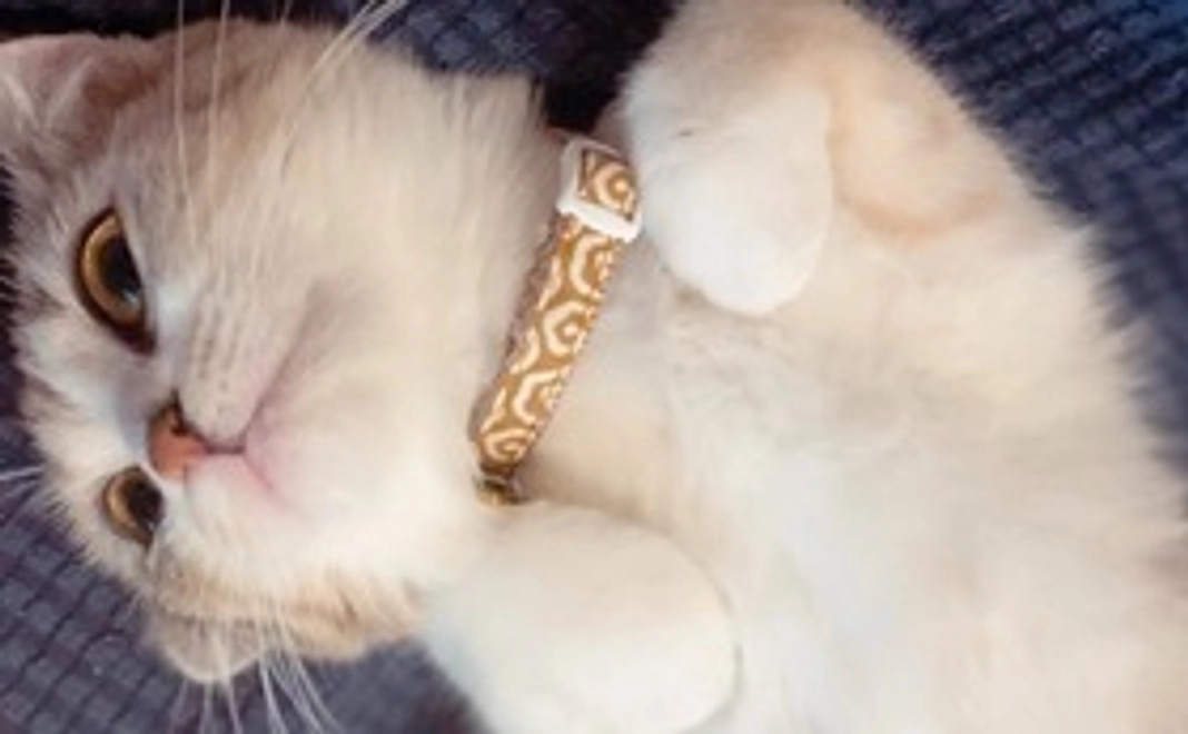 (リターン不要)感謝のメール、ぐりの画像1枚