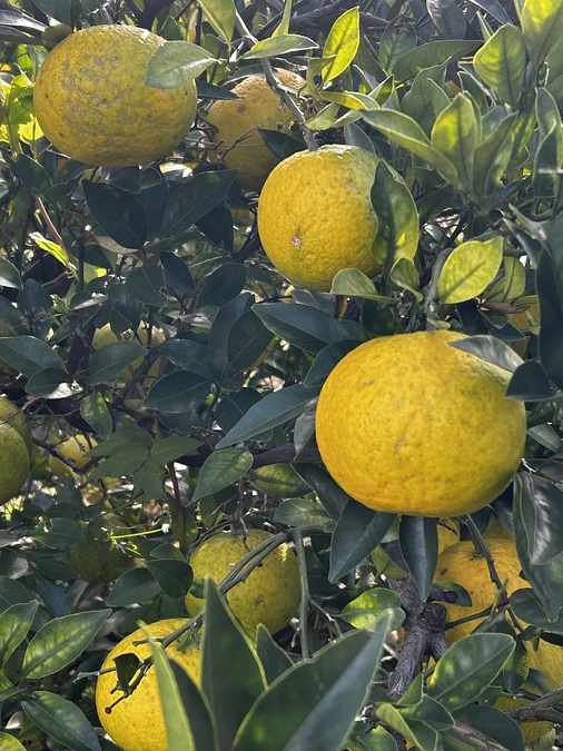 ワークショップ＃１、＃２を大三島で行ってきました！