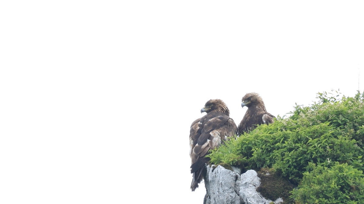 第10回伊吹山イヌワシ観察会のお知らせ