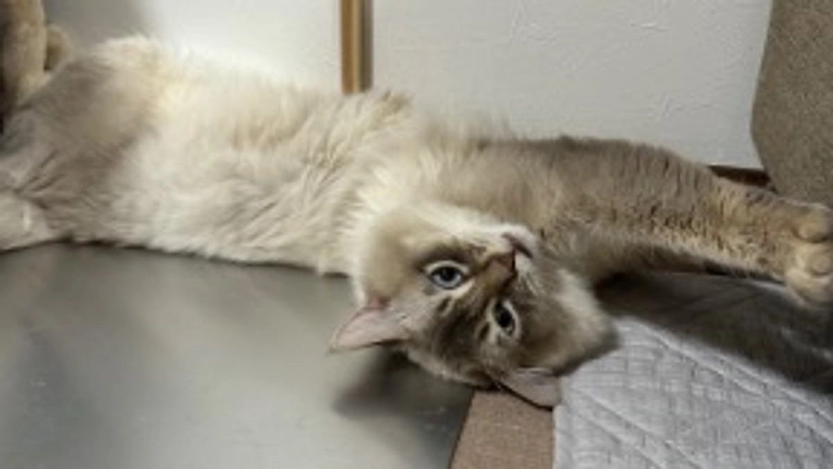 適合しました。