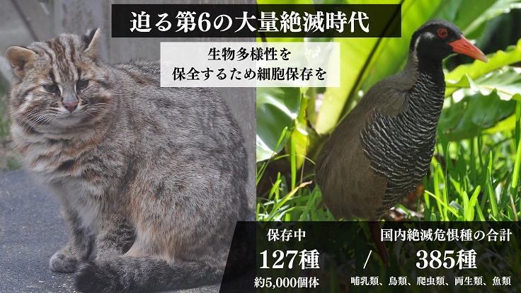 絶滅危惧種の多様性を未来に残すため、細胞保存のタイムカプセルを! 2枚目