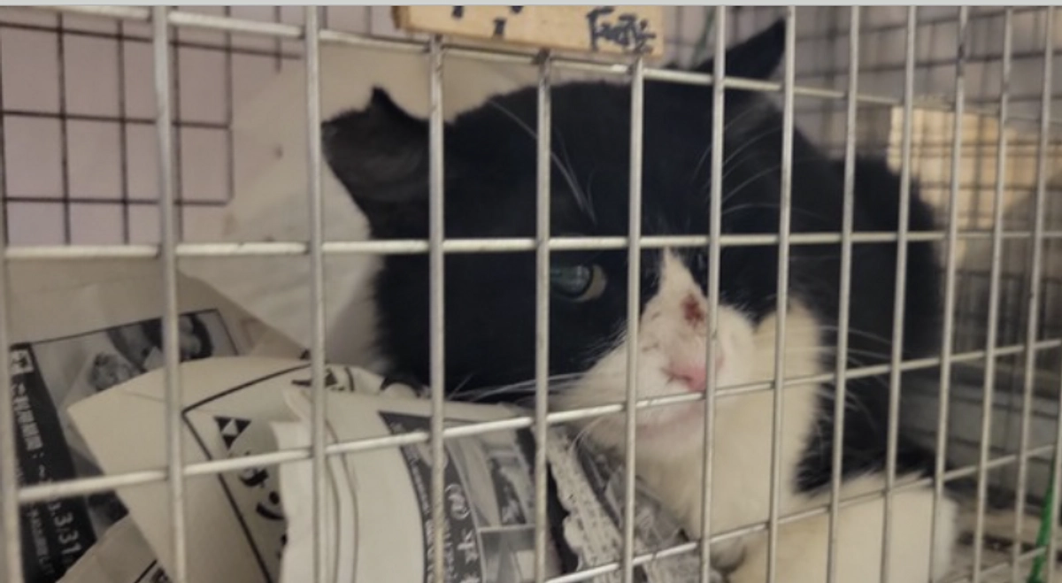 ［終了まであと5日！］金曜日はオペの日！町会のねこたちが沢山きてくれました。