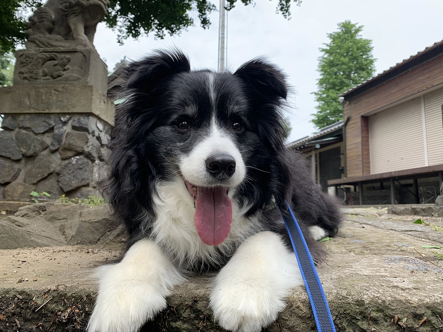 本日より公開になりました。