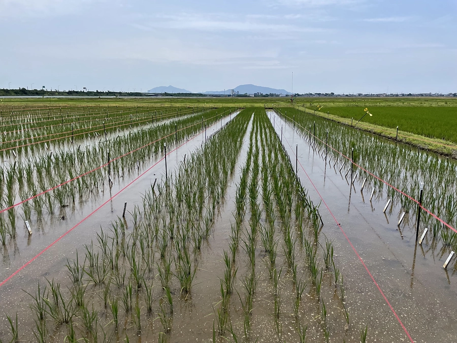 北陸地方の梅雨入りが発表されました。明日から新潟は雨かも？