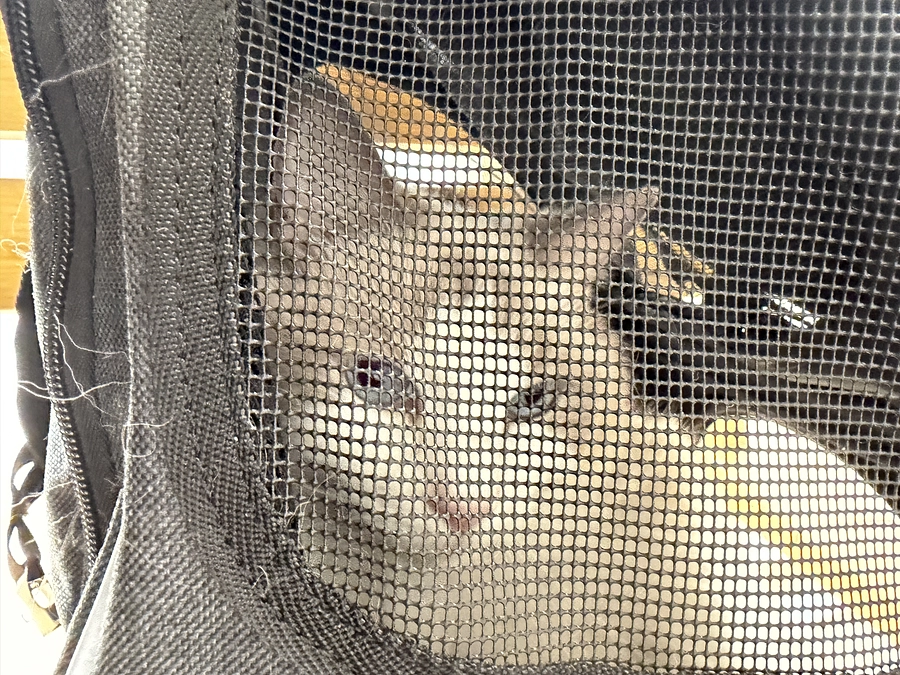 11/13 ソラの定期検診