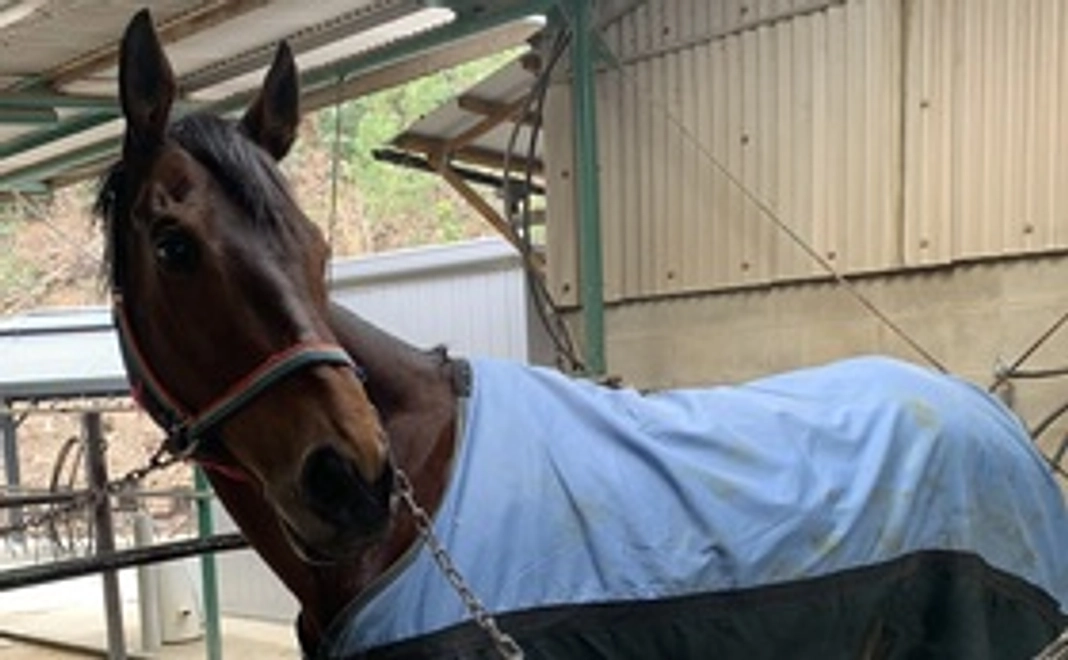 マンスリー支援5000円