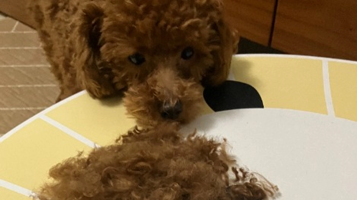 クラファン残り11日！セルフカットをしました。