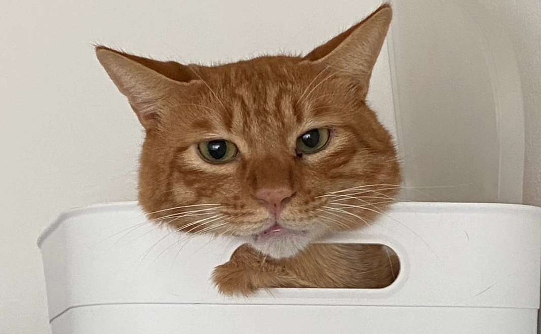 リターンなしコース20,000円