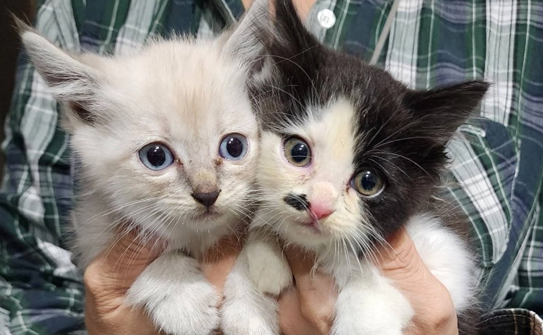 感謝のサンクスメールコース