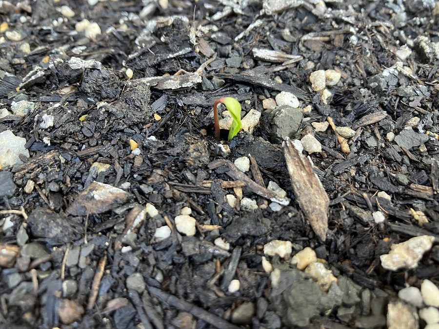 R7.3.9（日）育苗活動〜発芽