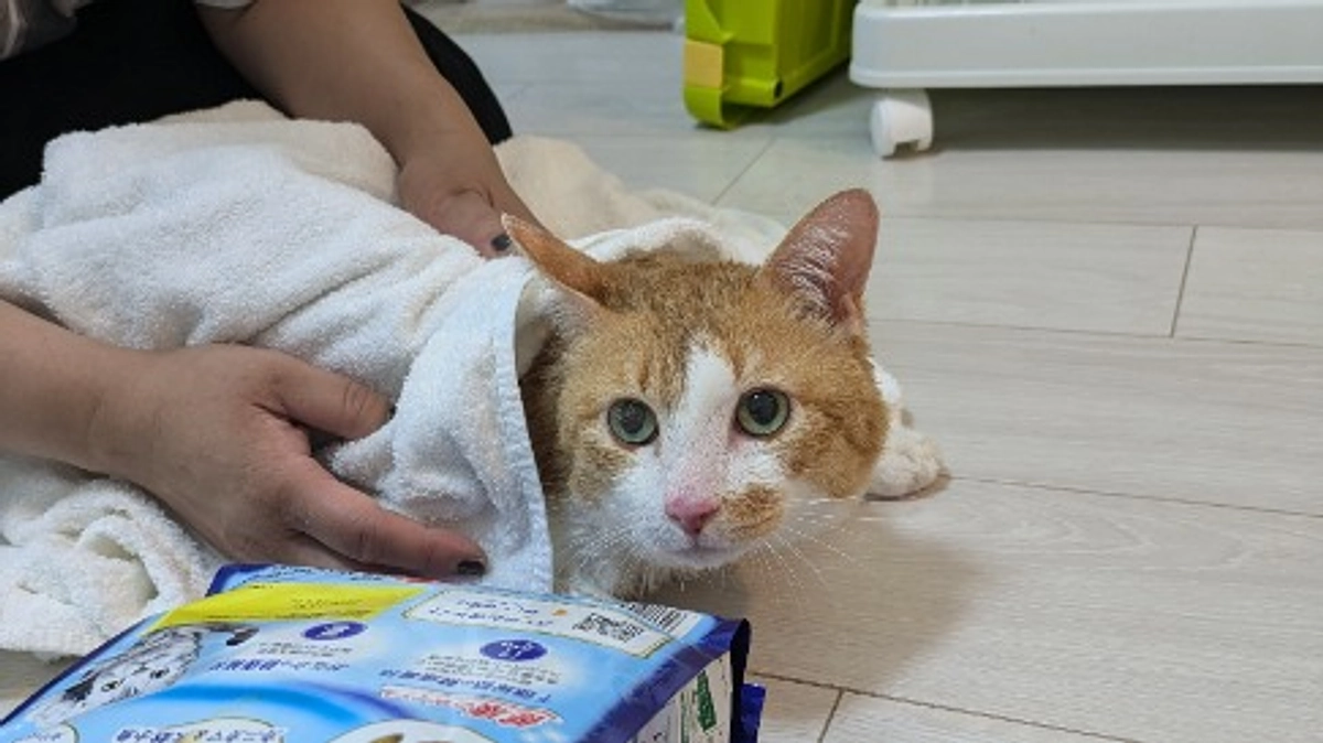 飼い主が亡くなり取り残されていた猫「だんち」