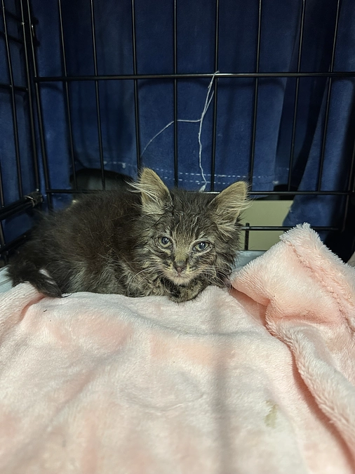 衰弱、じっと動かない子猫のわさびちゃん