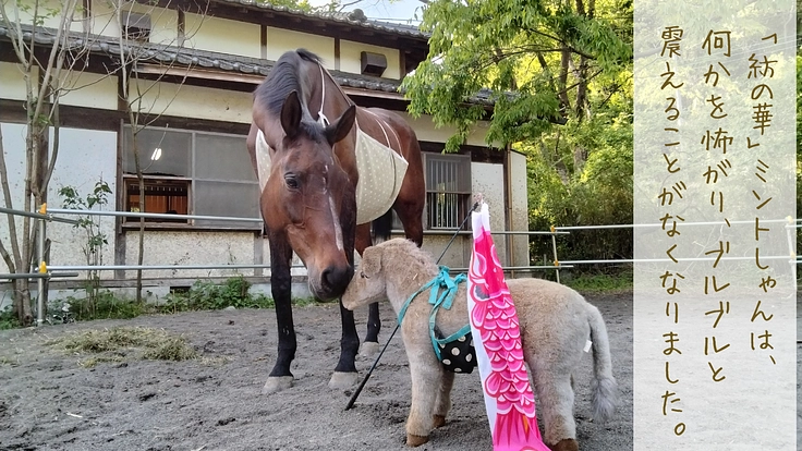 馬たちの心身をもっと豊かに。危険な牧柵を修繕してより安全な環境へ 3枚目