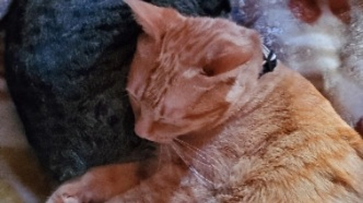 反抗期(；∀； )