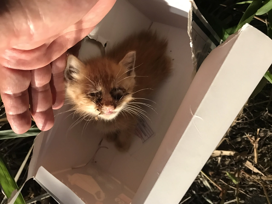 道路にいた事で命の繋がった子