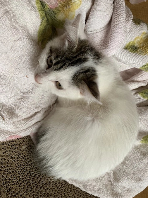 リリースのタイミング