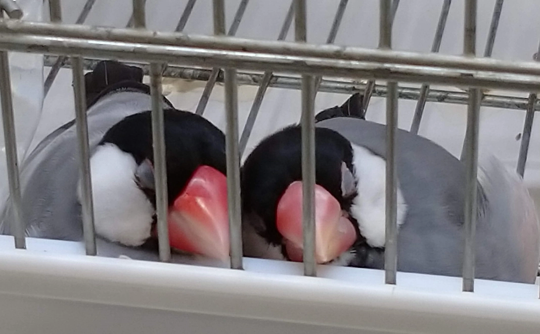 1万円|応援コース