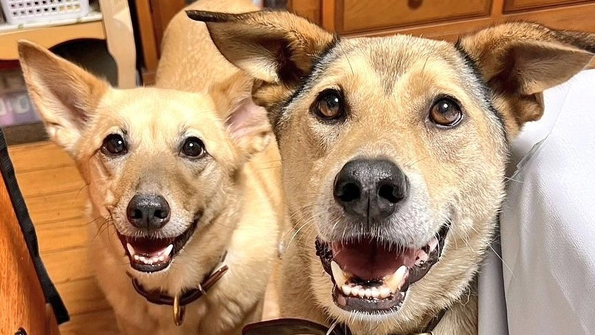 里親様からいただいたお写真とメッセージをご紹介します！（第1弾）