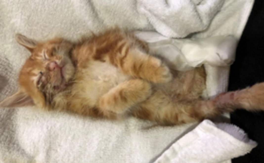 左後ろ脚切断したけど　きっと大丈夫！！