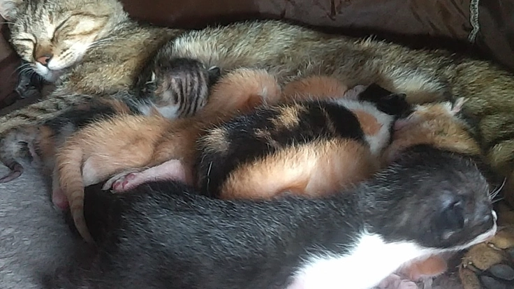 野良猫家族、親猫、赤ちゃんのご飯代、病院代、設備代を支援下さい