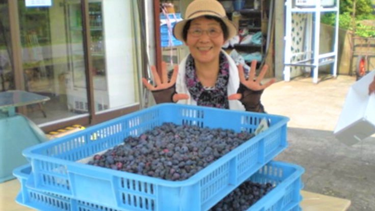 無農薬＆無添加で低糖度の完熟ブルーベリージャムを作りたい♪