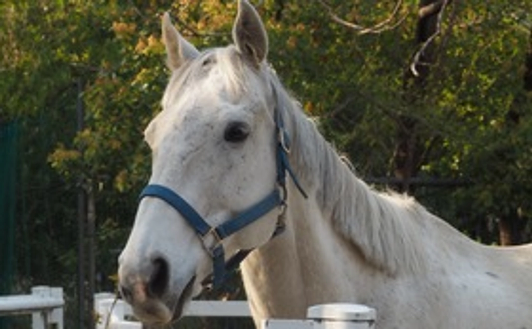 感謝の手紙・地域ふれあい会の活動報告＆ ポストカード