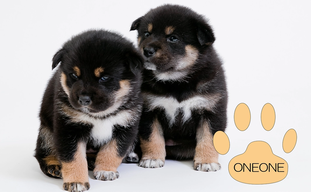 毎月応援WANWANコース