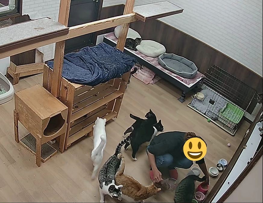 猫ちゃんハウス😃