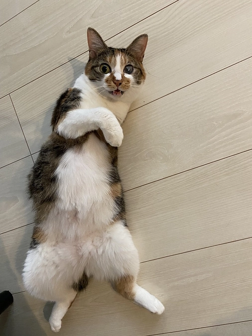 「片腕を失っても、命は輝く」――大学連携でつないだ1頭の命「保護猫の命を救うために――皮膚移植と断脚