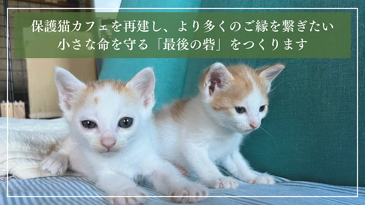 ととの森｜猫と人が出会い、温かいご縁を繋ぐ「はじまりの場」の開設へ 4枚目