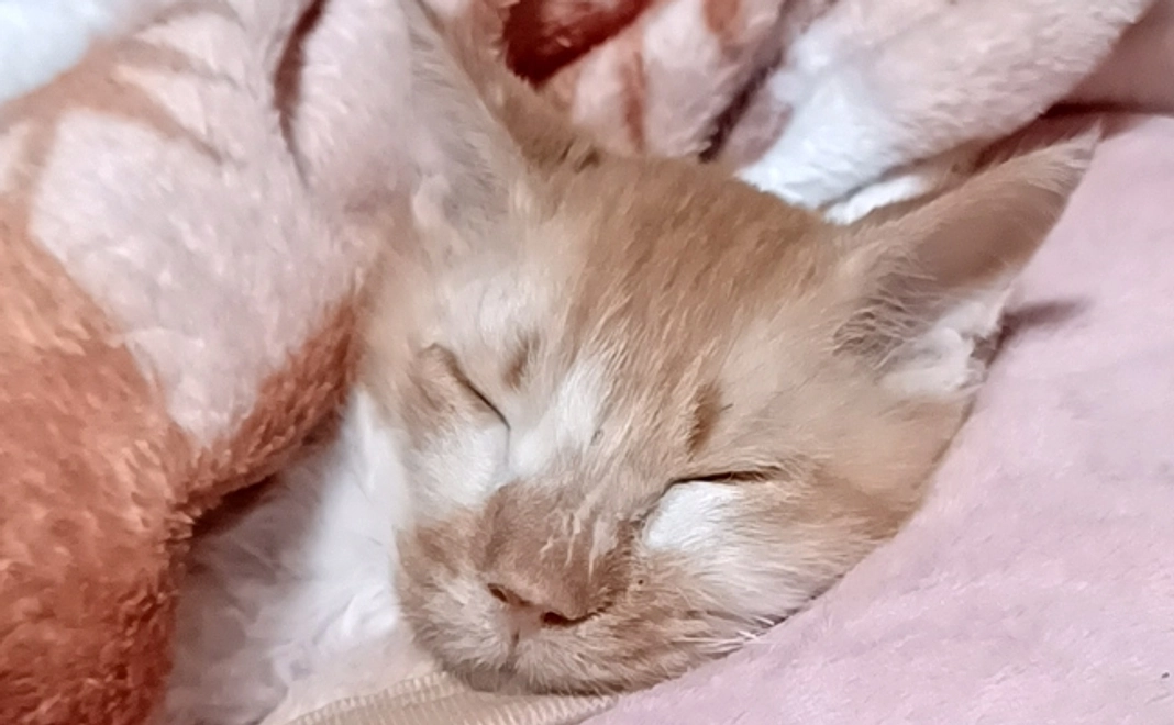 感謝のメール⑧