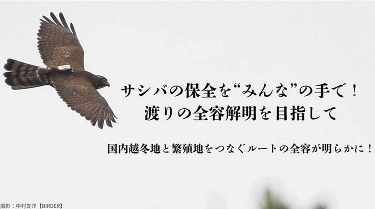 サシバのクラウドファンディングが始まりました