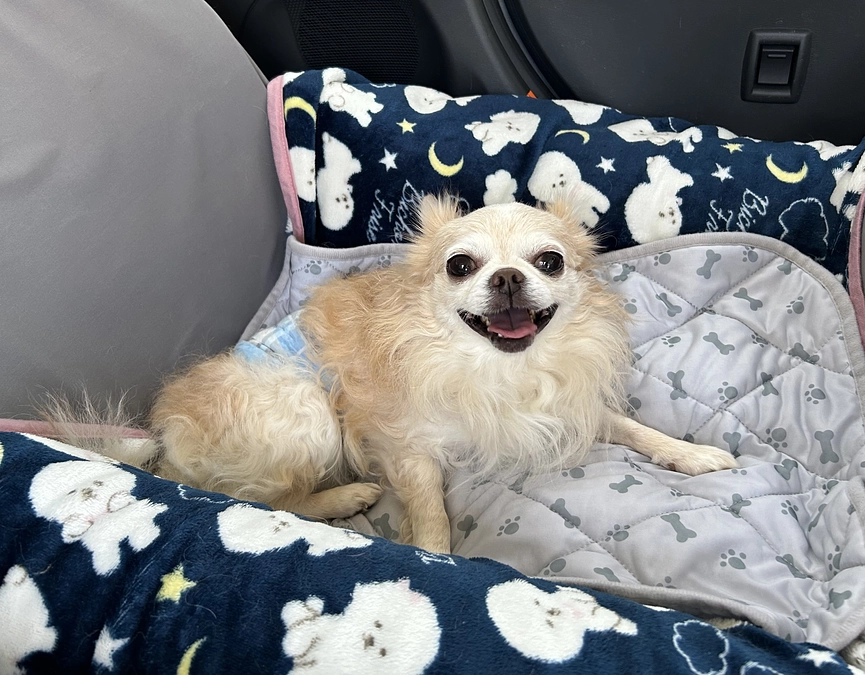 明日手術予定のため本日バニラは入院しました。。