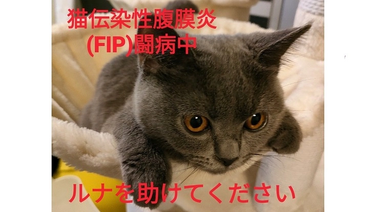 【FIP末期】余命宣告  生後５ヶ月のルナを救いたい！