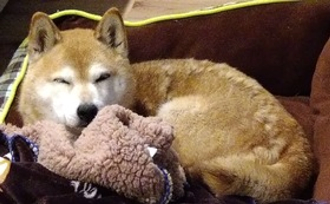 あんずの病気治療へのご支援お願いいたします①　(リターン不要の方)