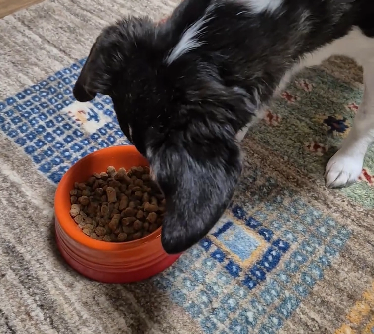 今日のニコちゃん