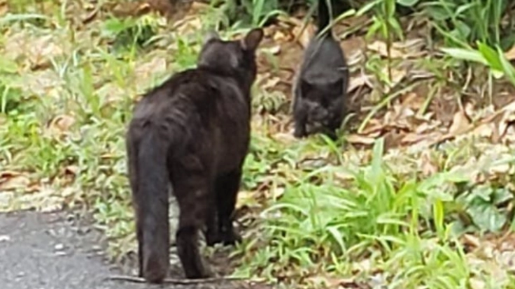 野良猫ちゃんたちの避妊手術並びに保護費