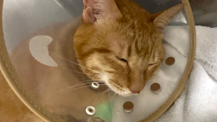 肥大型心筋症と闘病中の7歳の愛猫れつを助けてください。