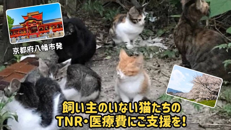 京都府八幡市　飼い主のいない猫達のTNR・医療費にご支援を！